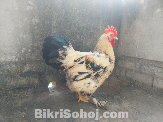 এক টি ব্রাহামা মোরগ  সেল করা হবে